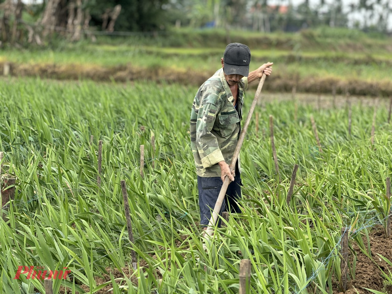 Ruộng hoa của ông Phan Nở (trú thôn Bình Đông) cũng chết hàng loạt. Gia đình ông trồng 3 sào, chi phí giống, phân bón... cho 1 sào hoa lay ơn từ 10 - 12 triệu đồng. Nếu cây hoa phát triển tốt có thể cho lợi nhuận từ 10 - 15 triệu đồng/sào sau khi đã trừ chi phí. Tuy nhiên, như nhiều người trồng hoa xã Nghĩa Hà, giờ ông chỉ mong hòa vốn trong vụ hoa Tết này.