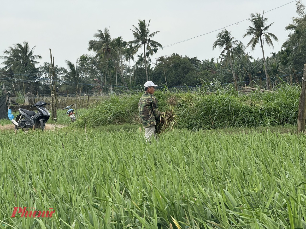 “Năm nay thời tiết mưa lạnh kéo dài hoa lay ơn chậm phát triển, cây bị thối rễ, thối củ, tím gốc, chết hàng loạt khiến người trồng hoa đứng trước nguy cơ thua lỗ nặng. Đến thời điểm này có trên 50% diện tích hoa bị hư hại. Hiện nông dân phải nhổ bỏ phần hư hại và tích cực bón phân, chăm sóc để khôi phục lại bộ rễ đối với những phần lay ơn có thể cứu vớt được”, ông Nhanh nói.