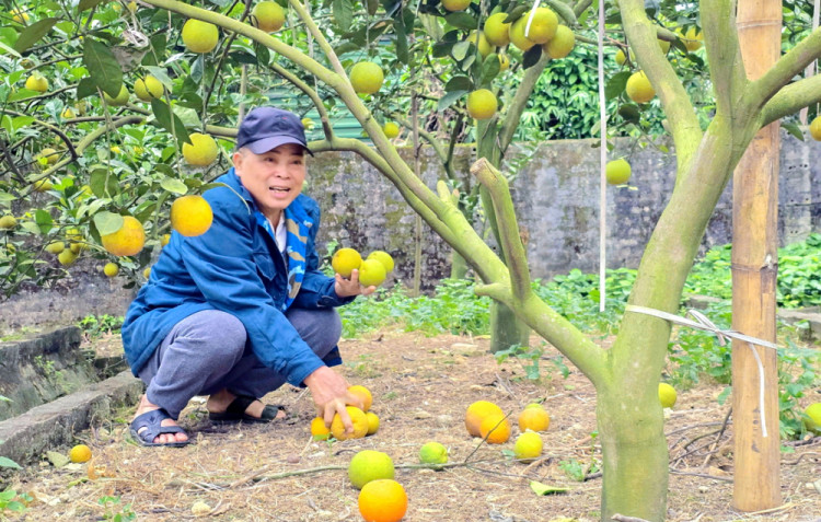 Người trồng cam Xã Đoài (xã Nghi Diên, huyện Nghi Lộc, tỉnh Nghệ An) lo lắng vì sương muối làm cam rụng đầy gốc - Ảnh: Phan Ngọc