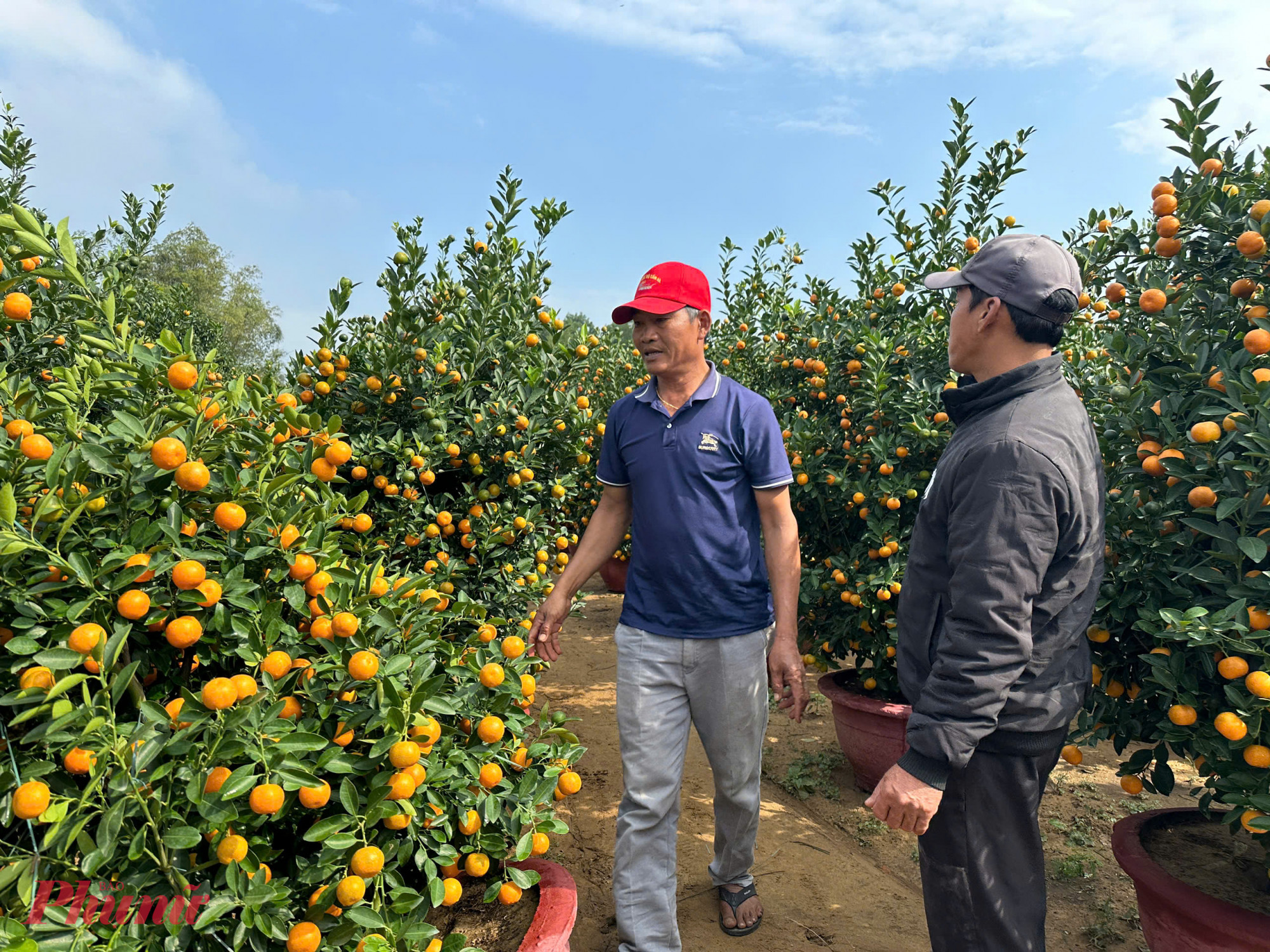 Trước Tết một tháng, tiểu thương ở khắp nơi đã đổ về Hội An 'săn hàng'. Đến nay, các nhà vườn ở đây đã bán được gần hết, chỉ chăm sóc chờ thương lái đến lấy hàng.