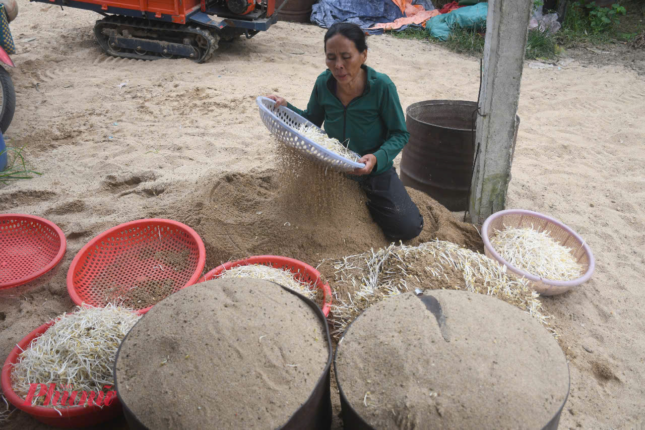 Bà Viên đã làm nghề làm giá bằng cát hàng chục năm nay. Mỗi ngày, bà Viên dùng khoảng 20kg đậu xanh làm giá.