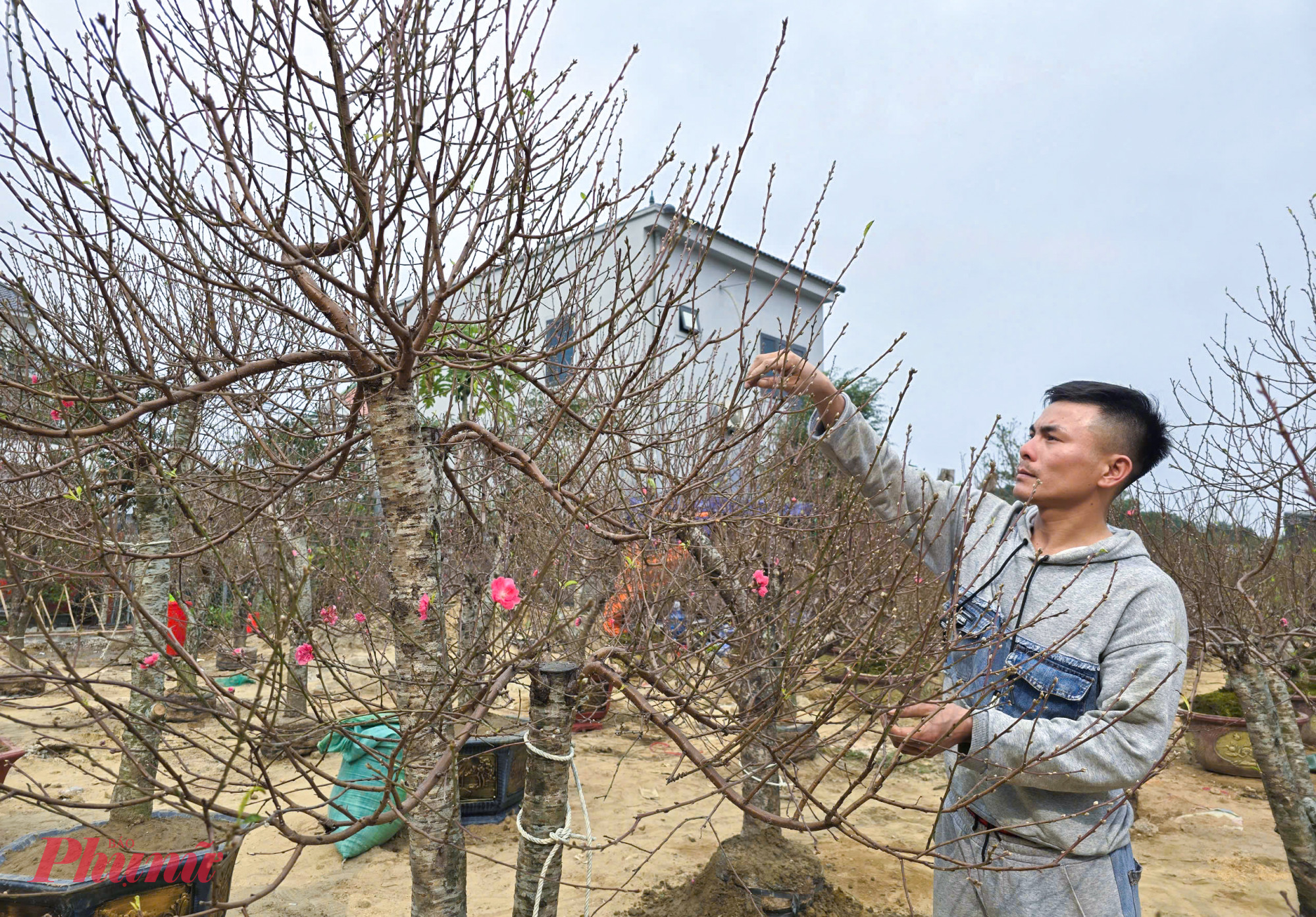 “Năm nay tôi vận chuyển vào TP Vinh chủ yếu các gốc đào bình dân, giá từ 6-7 triệu đồng, tăng khoảng 2 triệu đồng so với năm ngoái và một ít gốc đào tầm trung giá 20 - 25 triệu đồng, tăng 4 triệu so với năm ngoái. Đây là loại bán rất chạy dịp tết năm ngoái, nhưng hiện vẫn đang rất khó bán, khách chủ yếu mới chỉ đến tham khảo giá cả” - anh Thiện nói.