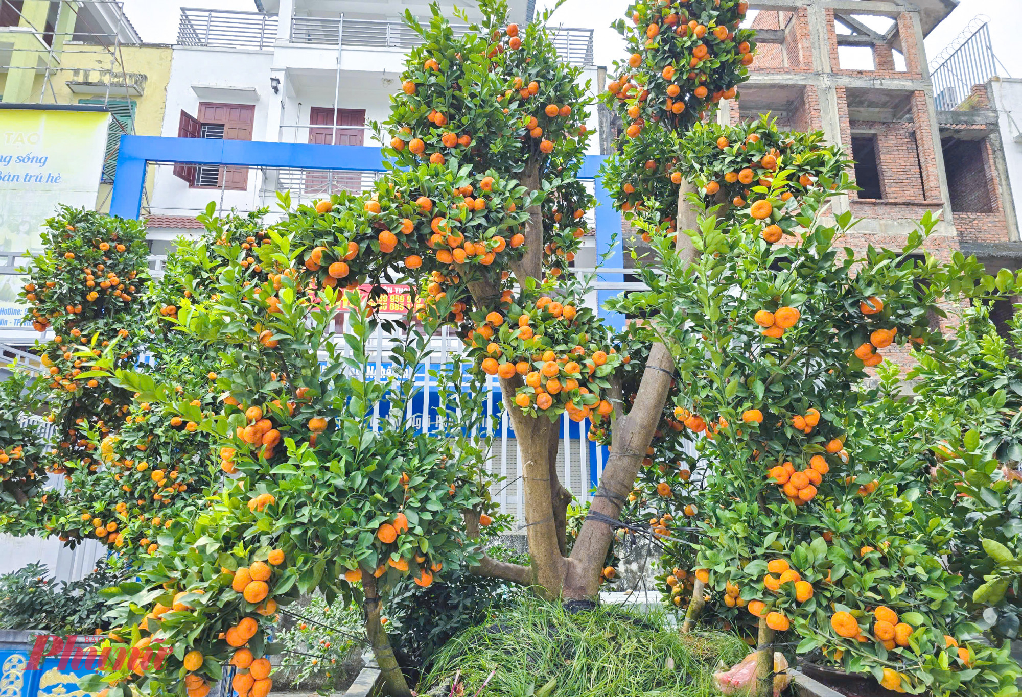 Tùy vào độ lớn, kiểu dáng, quất kiểng hiện đang được các thương lái rao bán với giá từ vài trăm ngàn đến hàng chục triệu đồng mỗi cây.