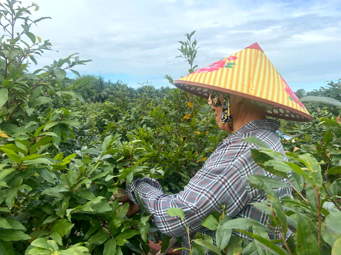 Lặt lá mai mùa tết - Ảnh do nhân vật cung cấp