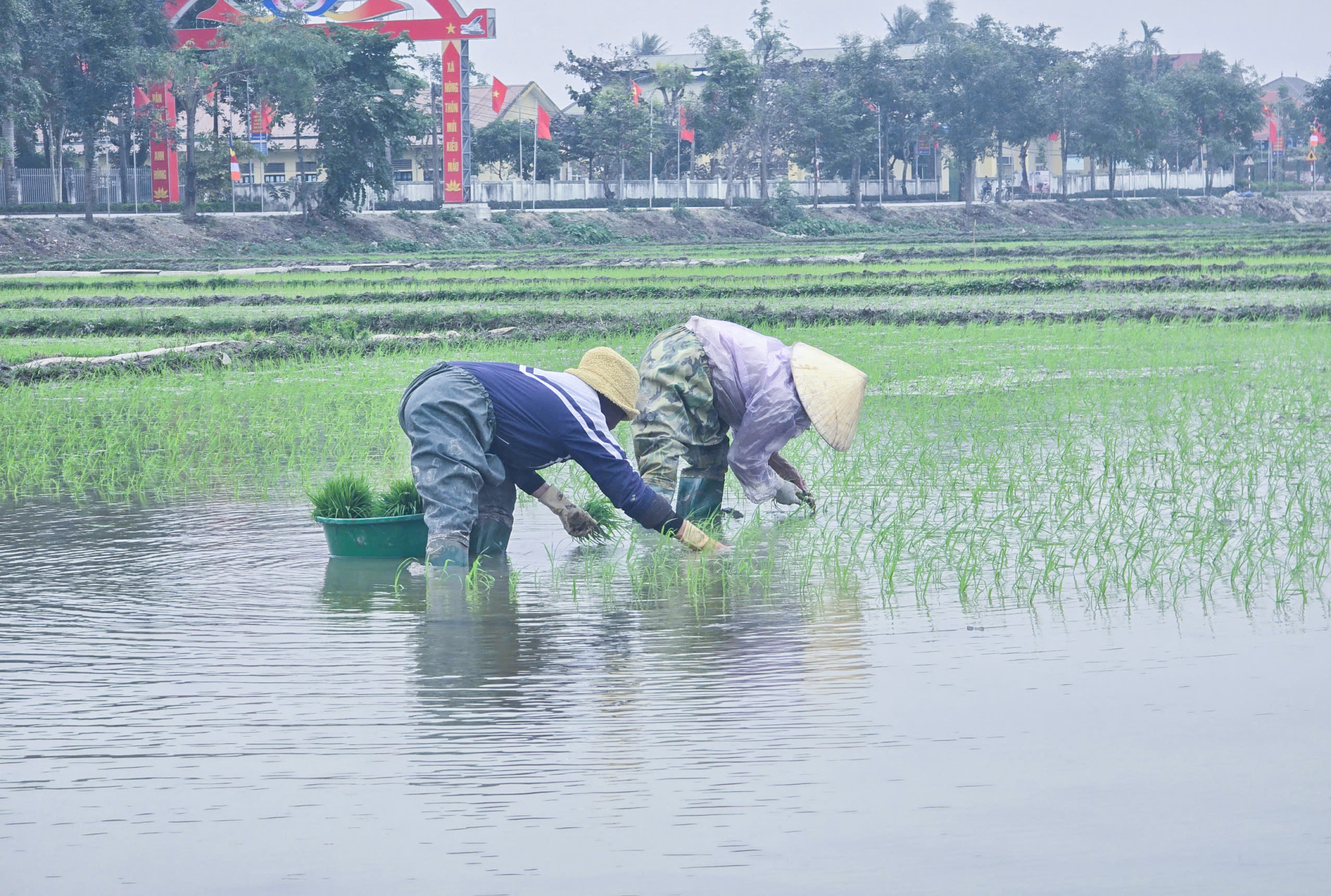 Nông dân xã Quỳnh Đôi mặc áo mưa, ra đồng cấy lúa giữa trưa để tránh rét: Ảnh: Phan Ngọc