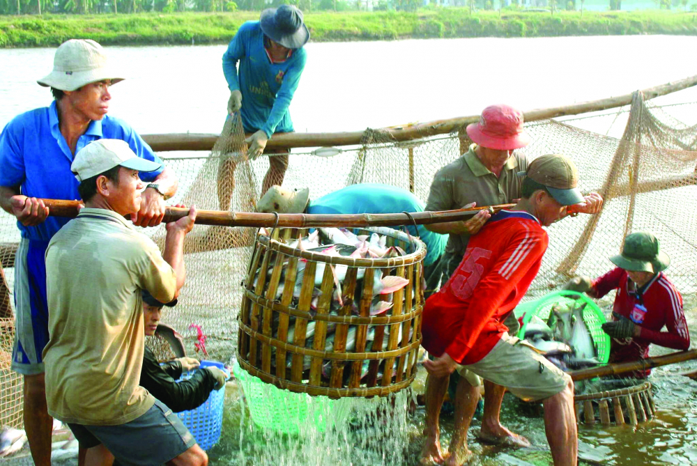 Nông dân tỉnh An Giang thu hoạch cá tra xuất khẩu - ẢNH: HUỲNH LỢI