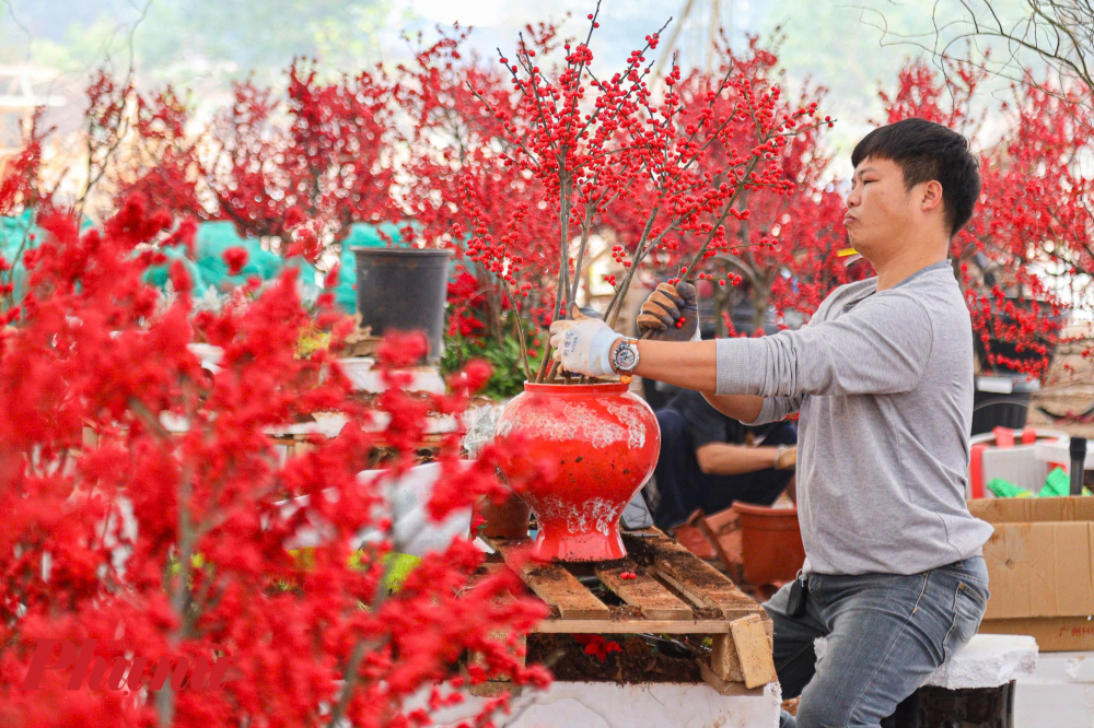 Đào đông phù hợp với khí hậu Việt Nam, không cần tốn công chăm sóc nhiều. Người chơi chỉ cần tưới nước dạng phun sương đầy đủ, cây có thể chưng chơi 2-3 tháng.