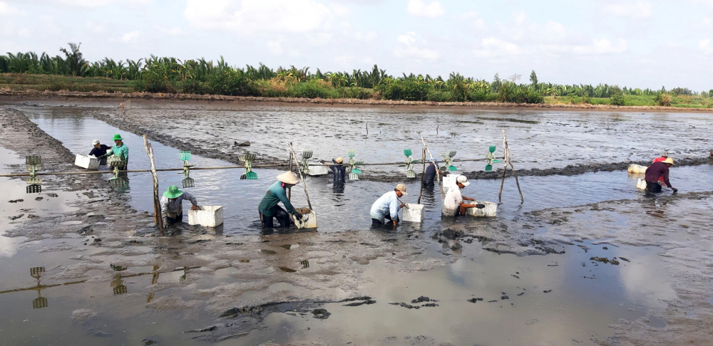 Nông dân huyện Vĩnh Thuận, tỉnh Kiên Giang thu hoạch tôm 