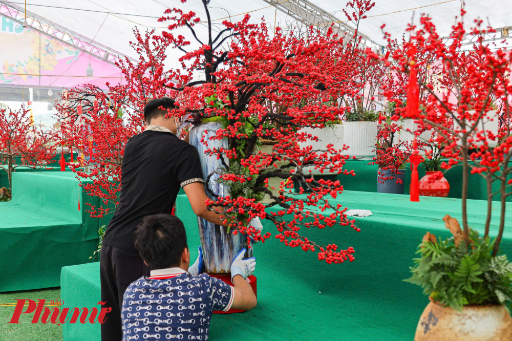 Cây đào đông (tên tiếng Anh là Winterberry) được nhiều người yêu thích mỗi độ 'Tết đến xuân về'. Đào đông được bày bán trên thị trường là loại được nhập khẩu từ Hà Lan, Trung Quốc hoặc Mỹ.