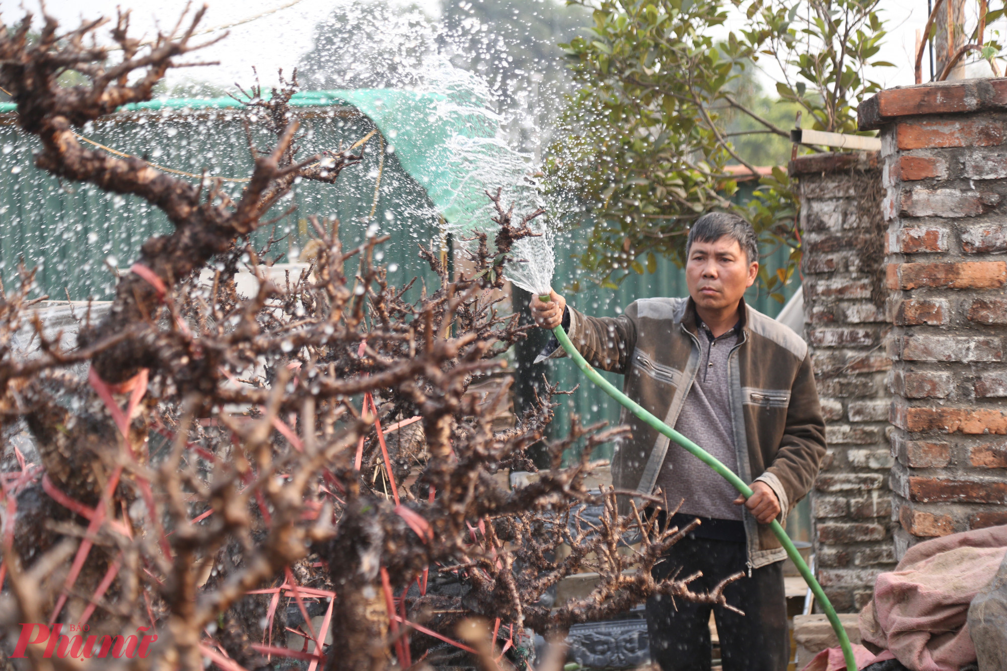 Để đào nở đúng dịp Tết, người trồng đào phải có kinh nghiệm và có những biện pháp can thiệp là nhiệt độ và dinh dưỡng cho cây.