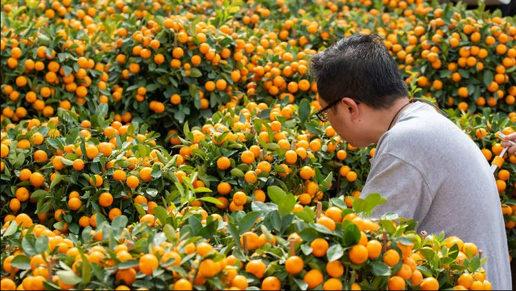 Quất (trái tắc): Màu vàng cam sáng của chúng biểu thị cho sự may mắn. Quất có mặt ở khắp nơi, từ các chợ hoa đến các trung tâm thương mại trong dịp tết- Ảnh: Shutterstock - Ảnh: Shutterstock