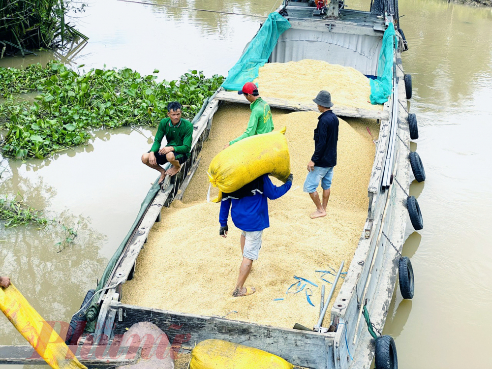 Xuất khẩu gạo ghi dấu mốc sau 35 năm trở lại thị trường toàn cầu với lượng gạo xuất khẩu 9 triệu tấn, mang về hơn 5,7 tỉ USD - Ảnh: Huỳnh Lợi