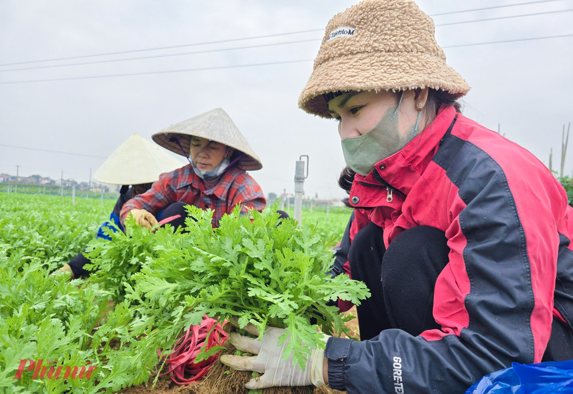 “Được mùa nhưng giá rau hiện vẫn tăng khoảng 10% và rất dễ tiêu thụ” - cán bộ Nông nghiệp xã Quỳnh Lương nói và cho hay, với thương hiệu lâu đời, rau Quỳnh Lương hiện không chỉ phục vụ thị trường trong tỉnh mà còn chiếm lĩnh một phần thị trường từ chợ, trường học đến hệ thống các siêu thị lớn ở khu vực Hà Nội, Huế và Đà Nẵng…