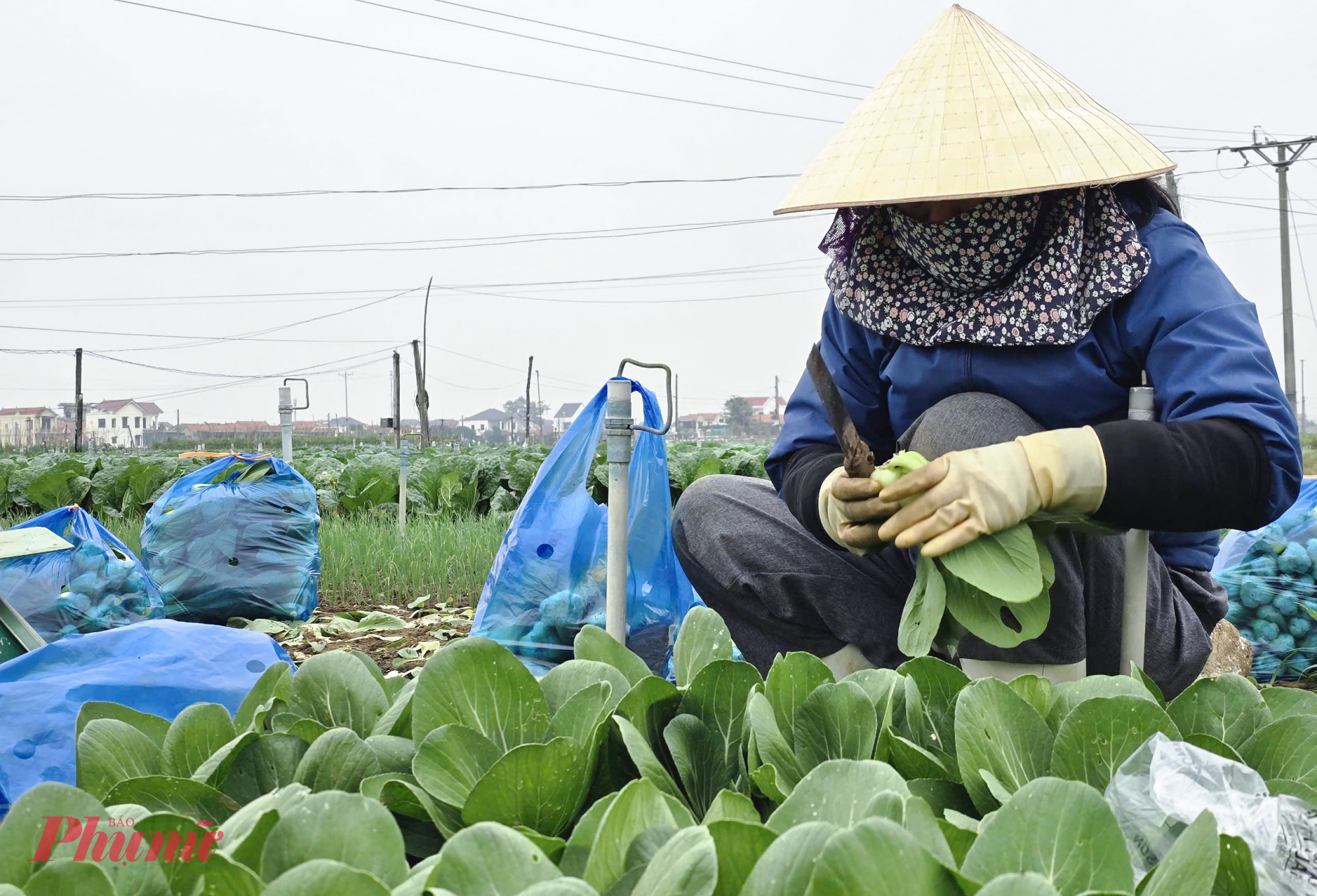 Với thu nhập bình quân đạt 280 triệu/ha, nghề trồng ra đã trở thành một hướng thoát nghèo bền vững cho hàng ngàn hộ nông dân Quỳnh Lương. Ông Hồ Anh Dũng - Chủ tịch UBND xã Quỳnh Lương - cho biết, nhờ cây rau, nhiều gia đình vươn lên thoát nghèo, có của ăn của để. Năm 2024, thu nhập bình quân trên đầu người của xã này đạt 78,2 triêu đồng, dự kiến đến cuối năm 2025 đạt 87 triệu đồng/người.