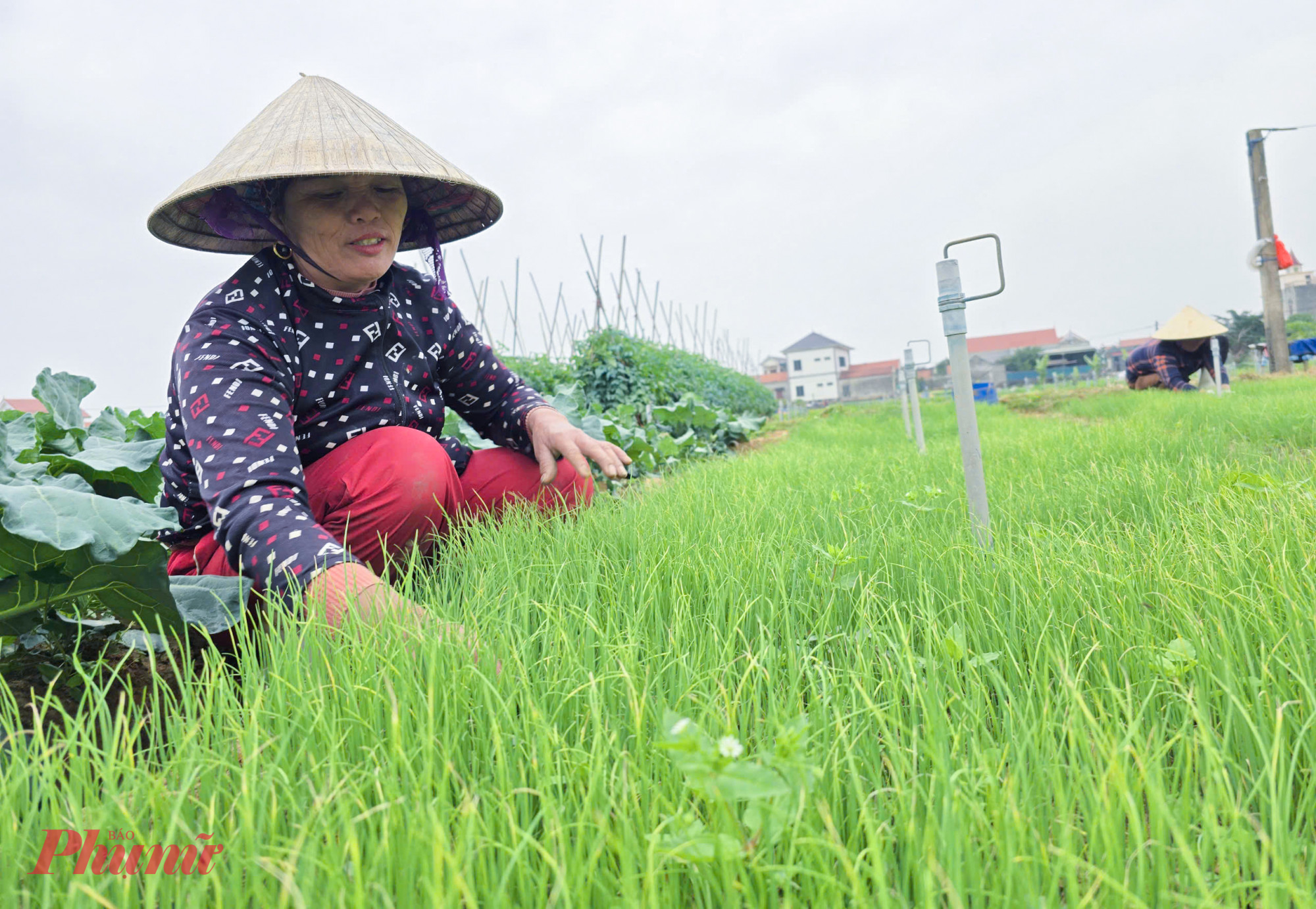 Chị Hồi Thị Hợi (54 tuổi) nói rằng, trước đây họ chủ yêu trồng lúa và khoai. Song vì là đất cát, nguồn nước không đủ nên nên năng suất cây trồng thấp, đời sống của người dân bữa đói bữa no. Khi điện lưới được kéo về xã, chính quyền địa phương đã làm hệ thống mương, khoan giếng nước ngầm để chuyển đổi sang trồng rau. Lợi nhuận từ cây rau cao gấp nhiều lần so với trồng lúa, người dân cũng dần chuyển đổi sang trồng rau. 