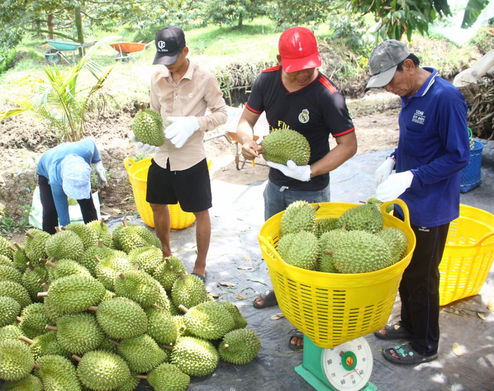 Nông dân trồng sầu riêng ở TP Cần Thơ phấn khởi vì bán được giá