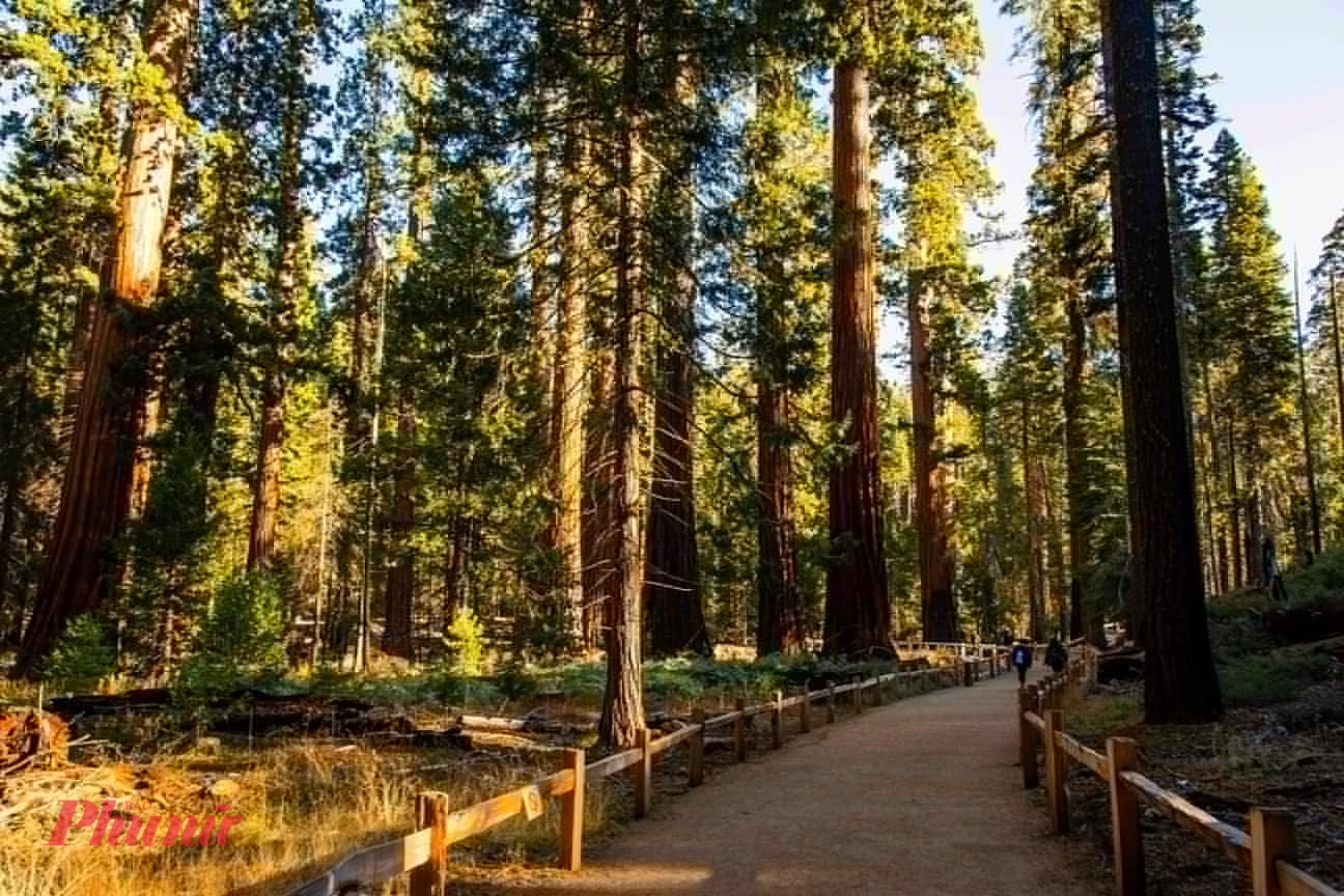 Yosemite có môi trường sống phù hợp cho hơn 160 loài thực vật quý hiếm. Đặc biệt ở đây có rừng cây sequoia Mariposa Grove với những cây sequoia khổng lồ và có cả cây Grizzly Giant hơn 1.800 năm tuổi.