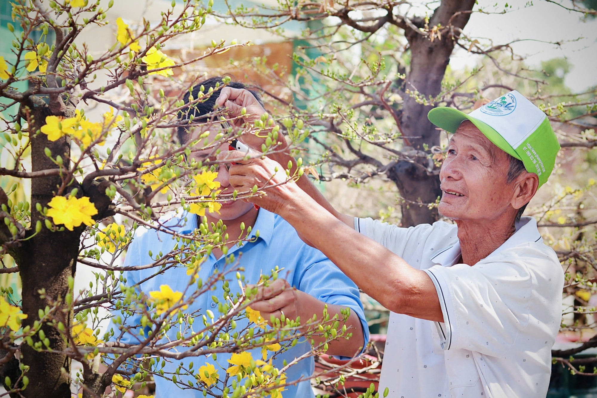 Ông Tô Văn Tám - Chủ vườn mai Ông Tám ở quận 12, TPHCM xử lý các chậu mai ra bông sớm để kịp giao cho khách tổ chức tất niên - Ảnh: Nhã Chân