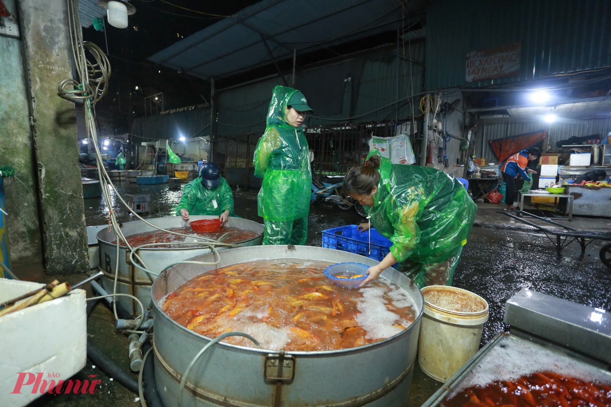 Một người bán hàng tại đây cũng cho biết thêm, năm trước giá cá vàng phóng sinh chỉ khoảng 60.000 - 90.000/kg, nhưng năm nay dao động từ 130.000 - 160.000/kg tùy vào chất lượng cá. Giá cá tăng mạnh do năm vừa rồi, bị ảnh hưởng của bão số 3, lũ lụt gây chết nhiều cá và bị cuốn trôi nhiều nên sản lượng cá rất ít. 