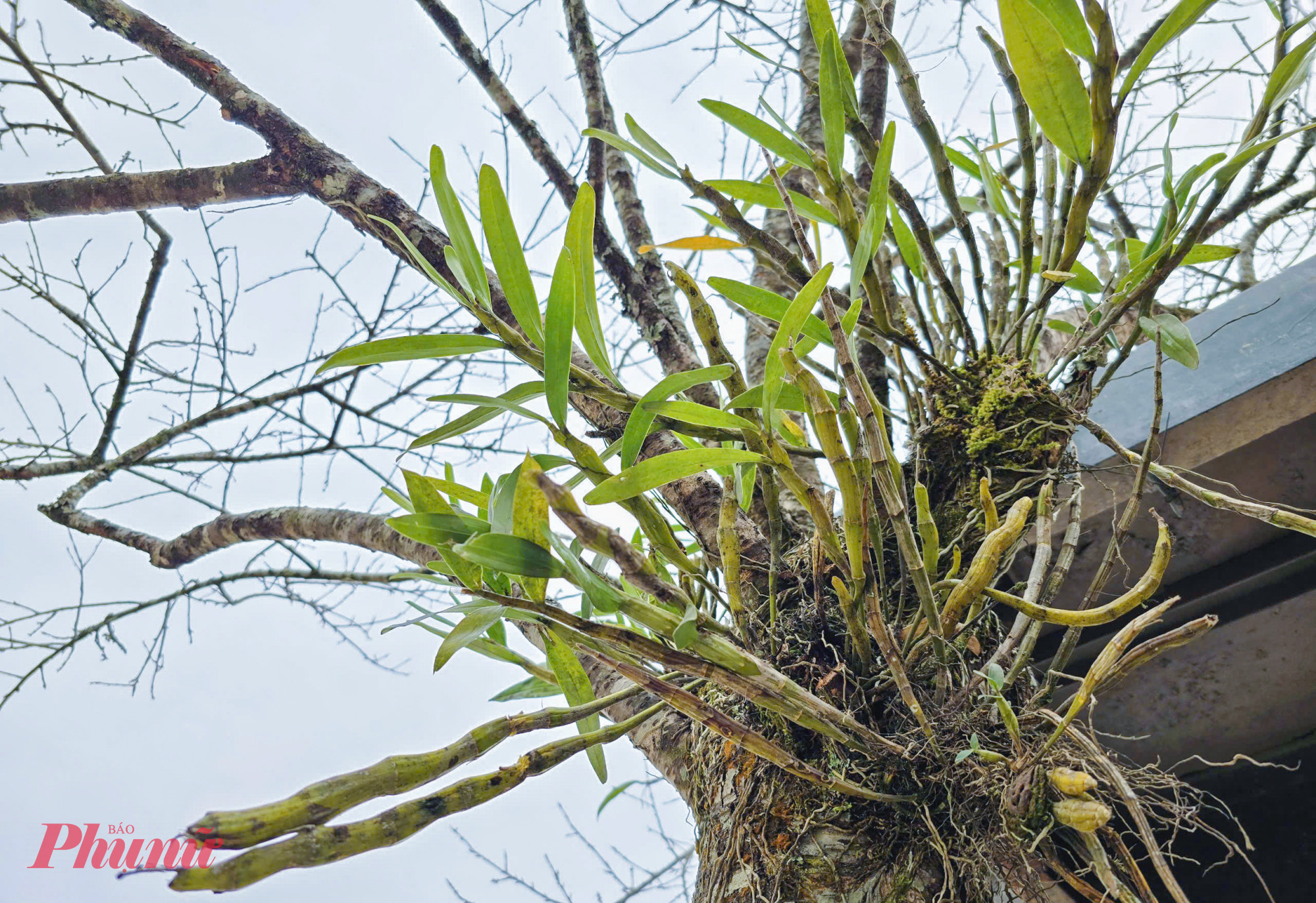 Không chỉ rêu mốc, nhiều cành đào còn có cả lan bám trên cây.