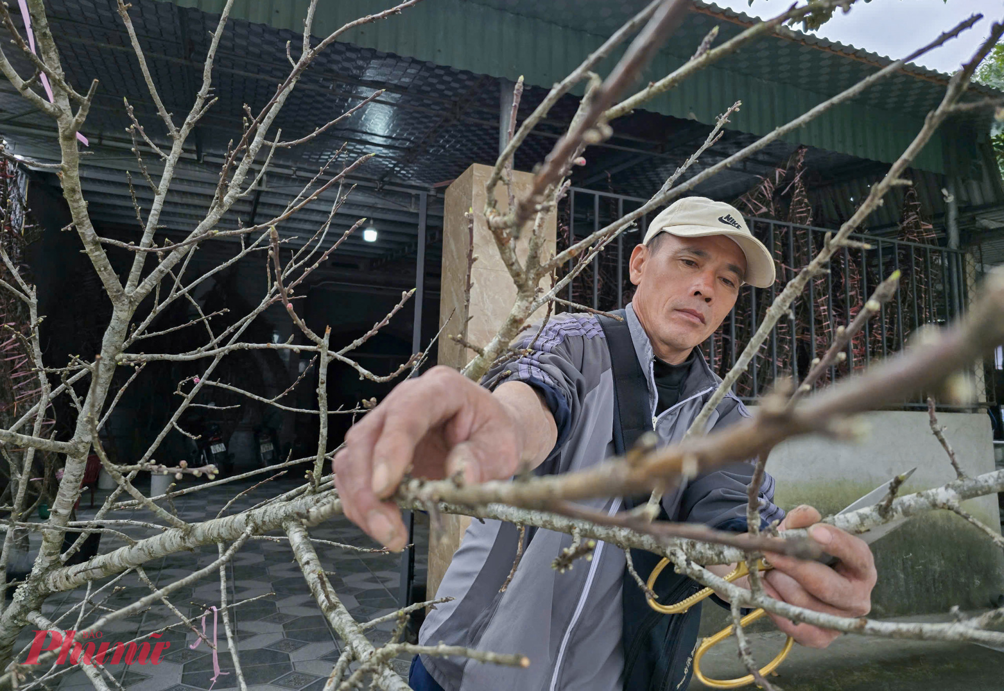 Ông Phạm Hồng Cương (trú xã Nghi Ân) cho biết, đã có thâm niên 10 năm đi buồn đào tết. Đầu tháng Chạp, ông thường tìm đến nương rẫy, vườn nhà của người dân ở tỉnh Sơn La để thu mua theo vườn. Trung bình mỗi năm ông vận chuyển về TP Vinh hơn 200 cành đào để bán dịp tết.