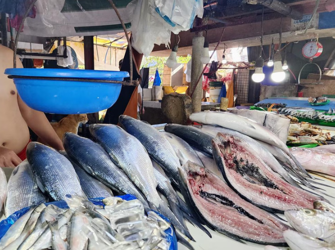 Cá măng chiếm khoảng 18 phần trăm tổng sản lượng cá của Philippines. ST PHOTO: RAUL DANCEL