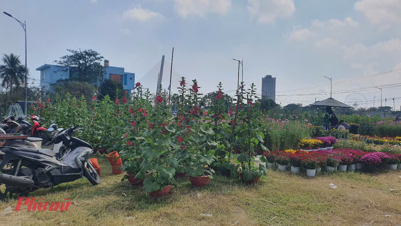 Chỉ còn vài ngày nữa là đến Tết Nguyên đán Ất Tỵ 2025 nhưng các chợ hoa tết ở Đà Nẵng rất thưa vắng khách