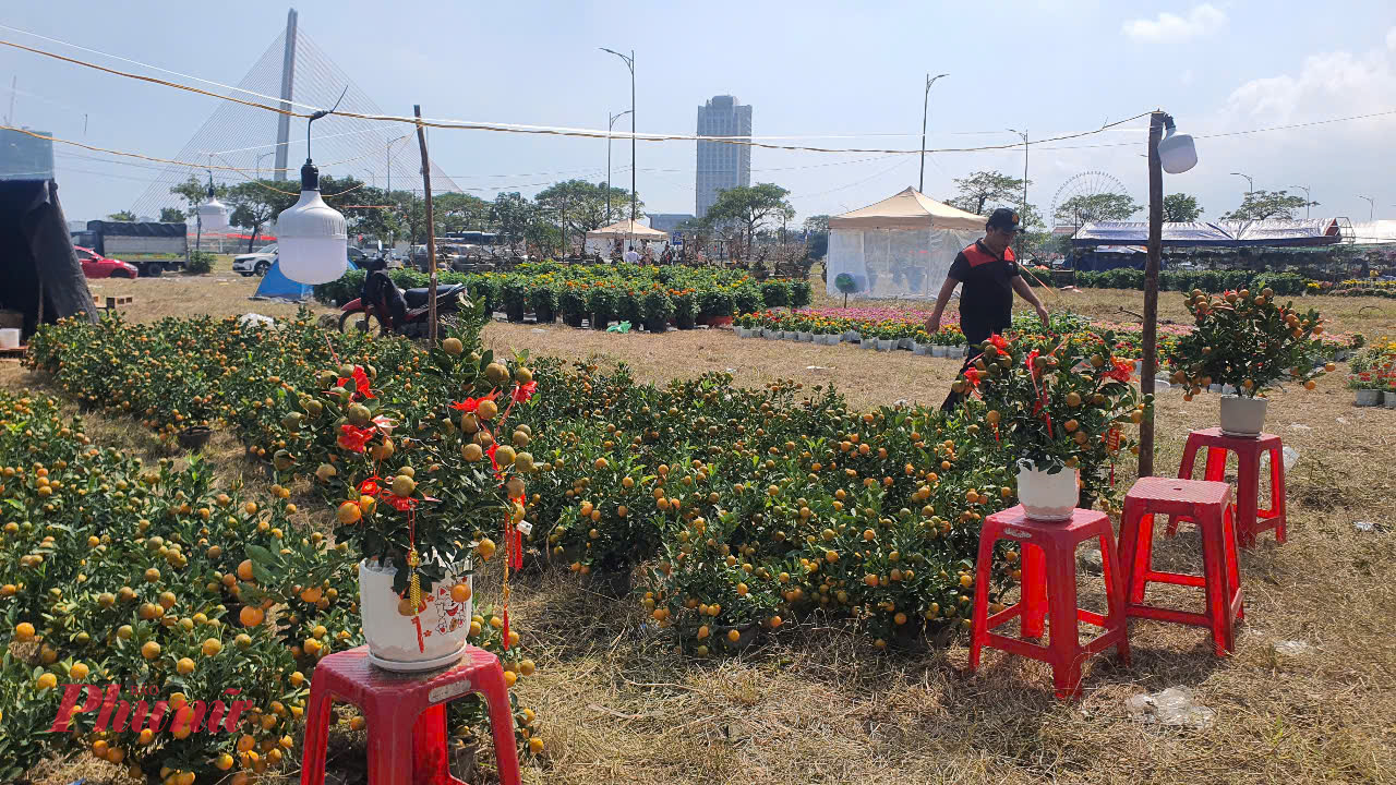 Trên bãi đất trống trên đường 2/9, khu vực trung tâm Đà Nẵng, có khá ít loại hoa được bày bán