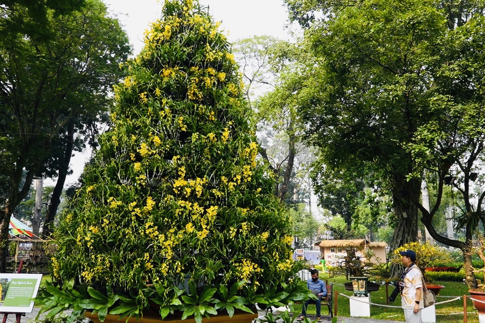 Tháp lan Nghinh Xuân được cấu thành từ 680 chậu lan kim điệp vàng xuân - Ảnh: Nhã Chân