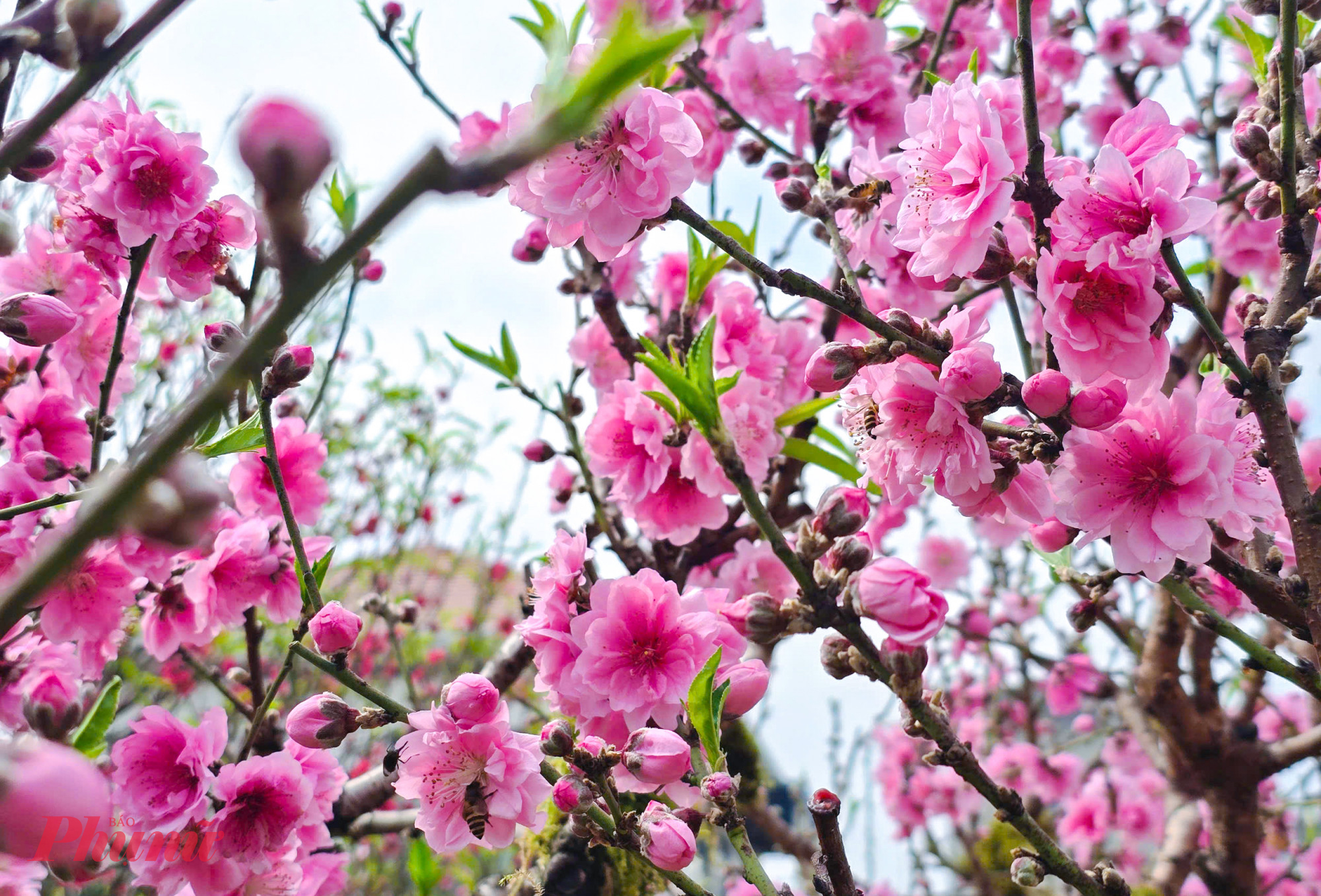 Nắng ấm kéo dài những ngày qua khiến hoa đào, hoa mai nở rộ, song nhiều tiểu thương vẫn chưa thể vui vì buôn bán ế ẩm.