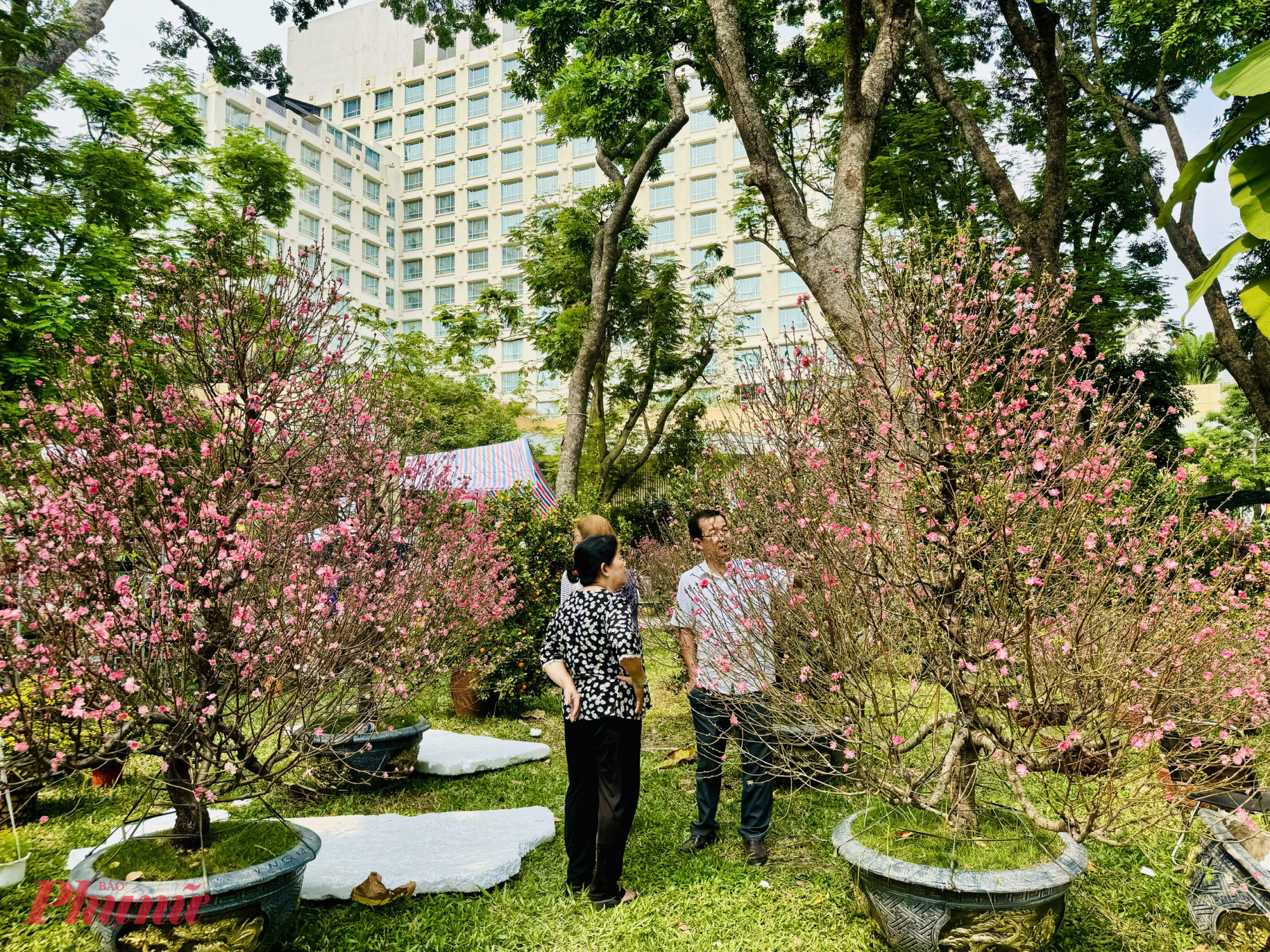 Mặc dù vậy, theo các chủ vườn, thị trường đào năm nay khá ảm đạm. Sức mua yếu đã khiến giá đào giữ ở mức ổn định so với năm ngoái. Một chủ vườn chia sẻ: “So với cùng kỳ năm ngoái, lượng khách tham quan và mua hoa tại công viên 23/9 giảm sút một cách đáng ngạc nhiên.