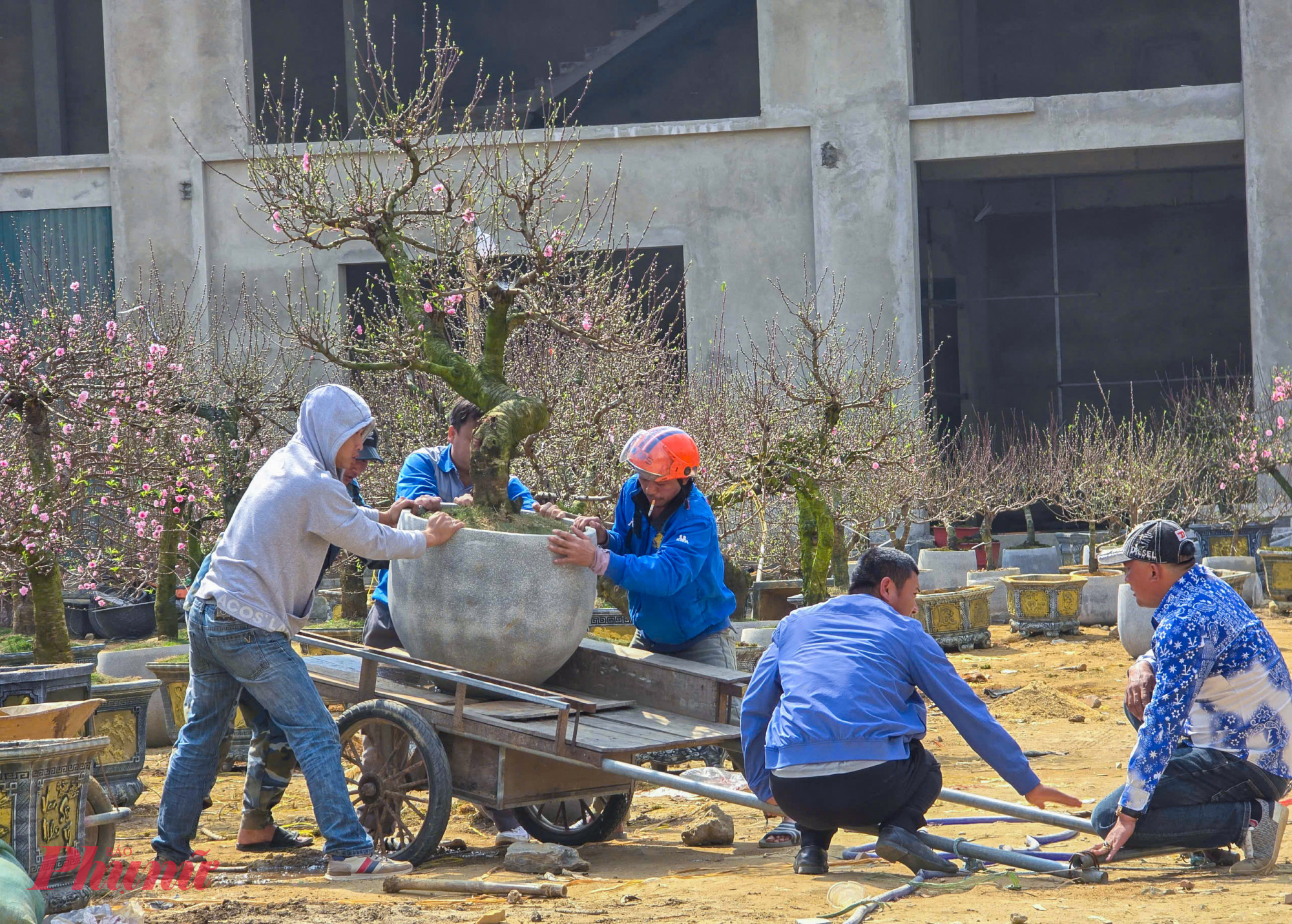 Ngoài hoạt động độc lập, nhiều người còn lập nhóm để vận chuyển thuê các loại đào và cây cảnh lớn, giá trị cao. 