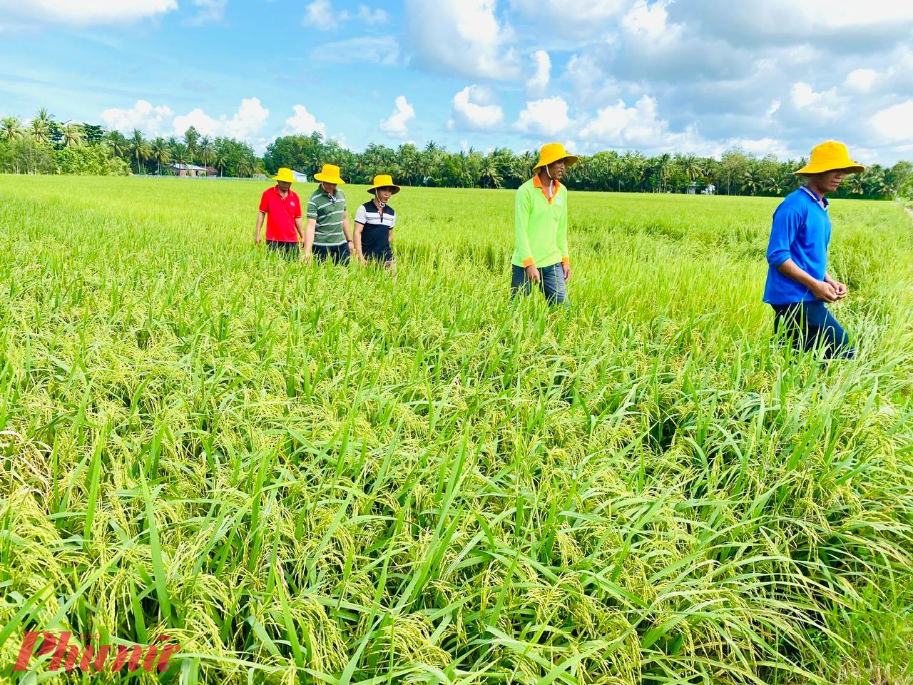 Giá lúa đông xuân sớm ờ ĐBSCL giảm mạnh so cùng kỳ. Ảnh: Huỳnh Trọng