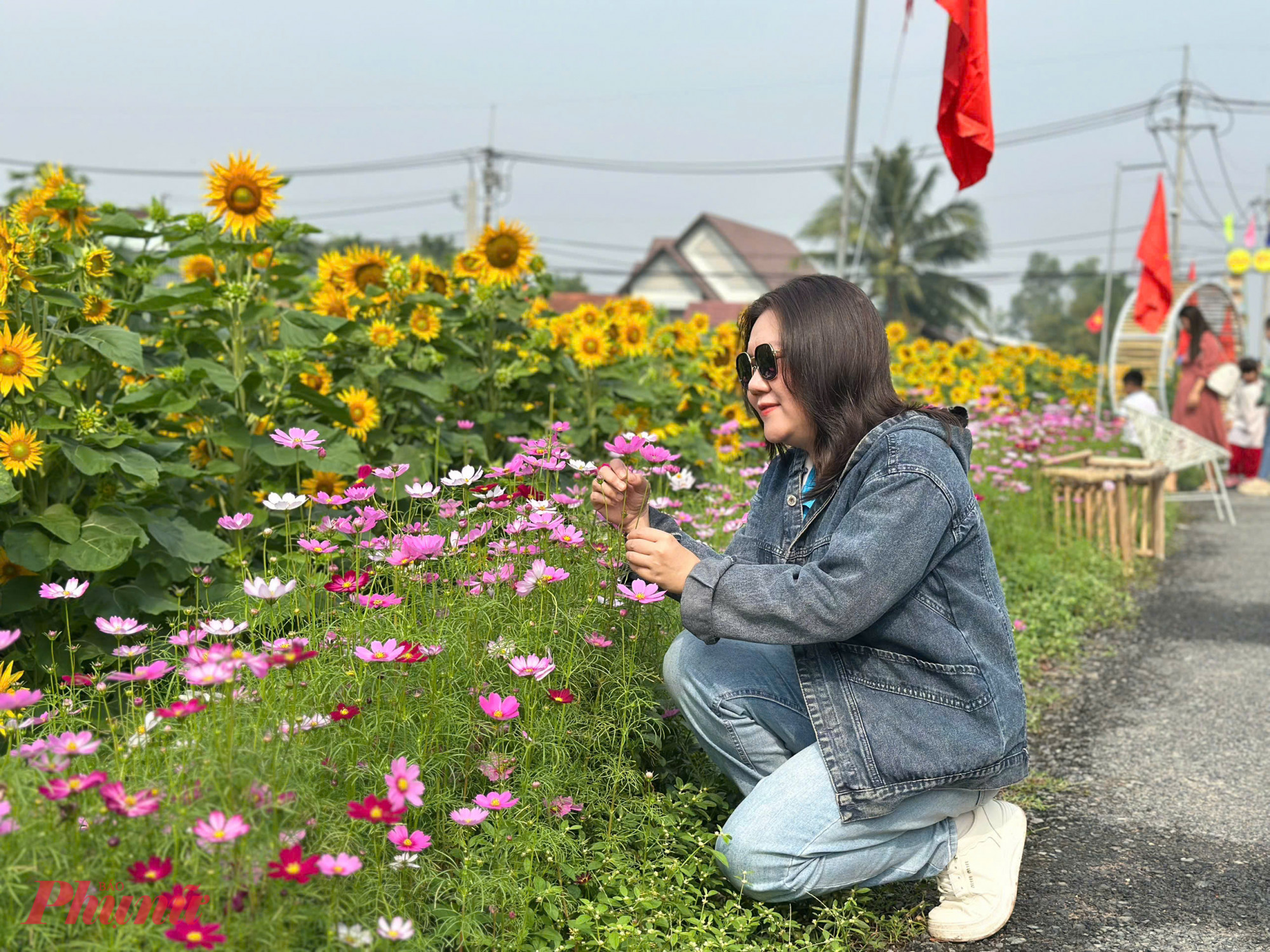 Dàn hoa sao nhái đủ màu làm nổi bật hơn hàng hoa hướng dương