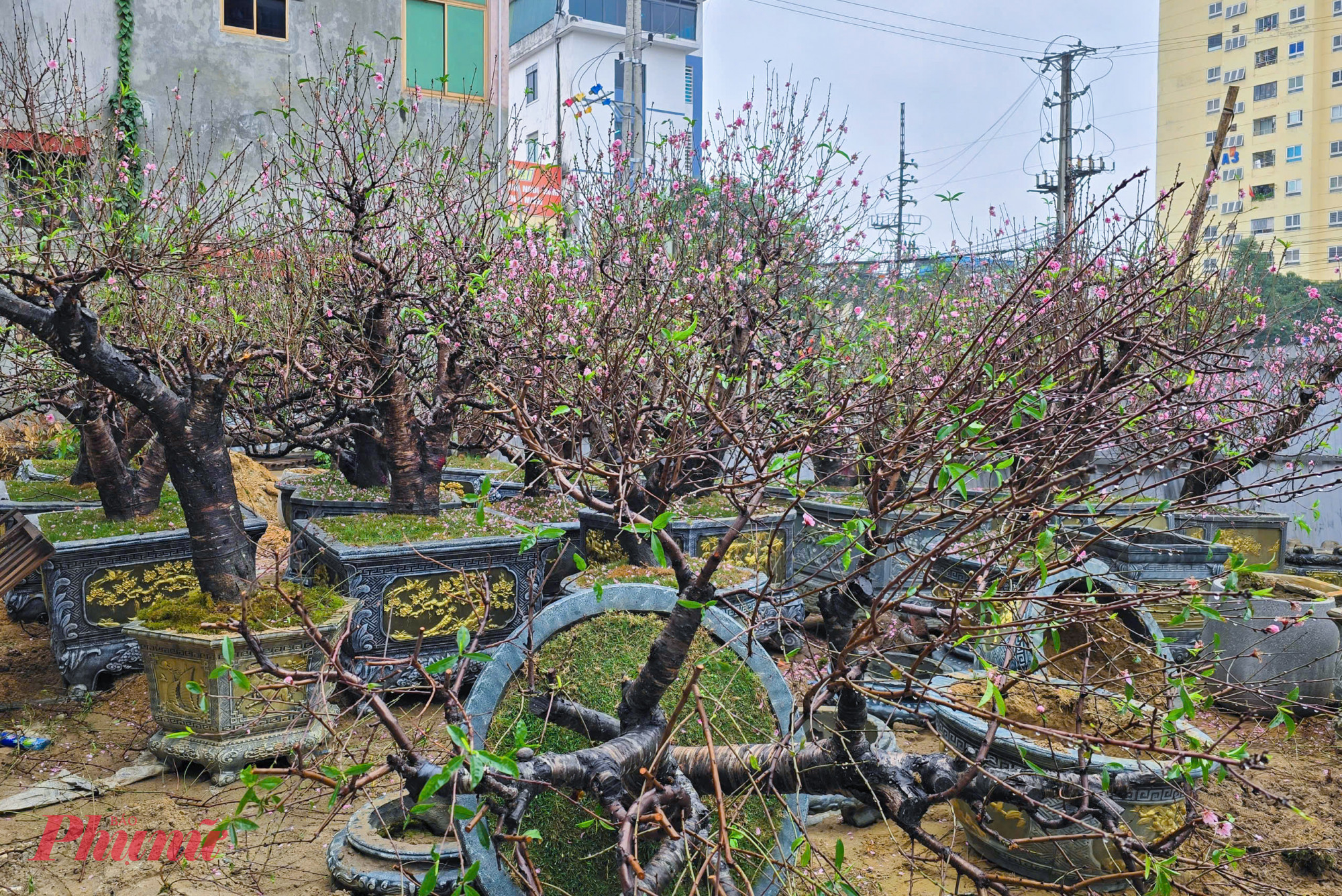 Những gốc đào được bán với giá hàng chục triệu đồng trước tết nay được chất thành đống. Một số người còn phải làm hàng rào che chắn tránh bị lấy trộm.