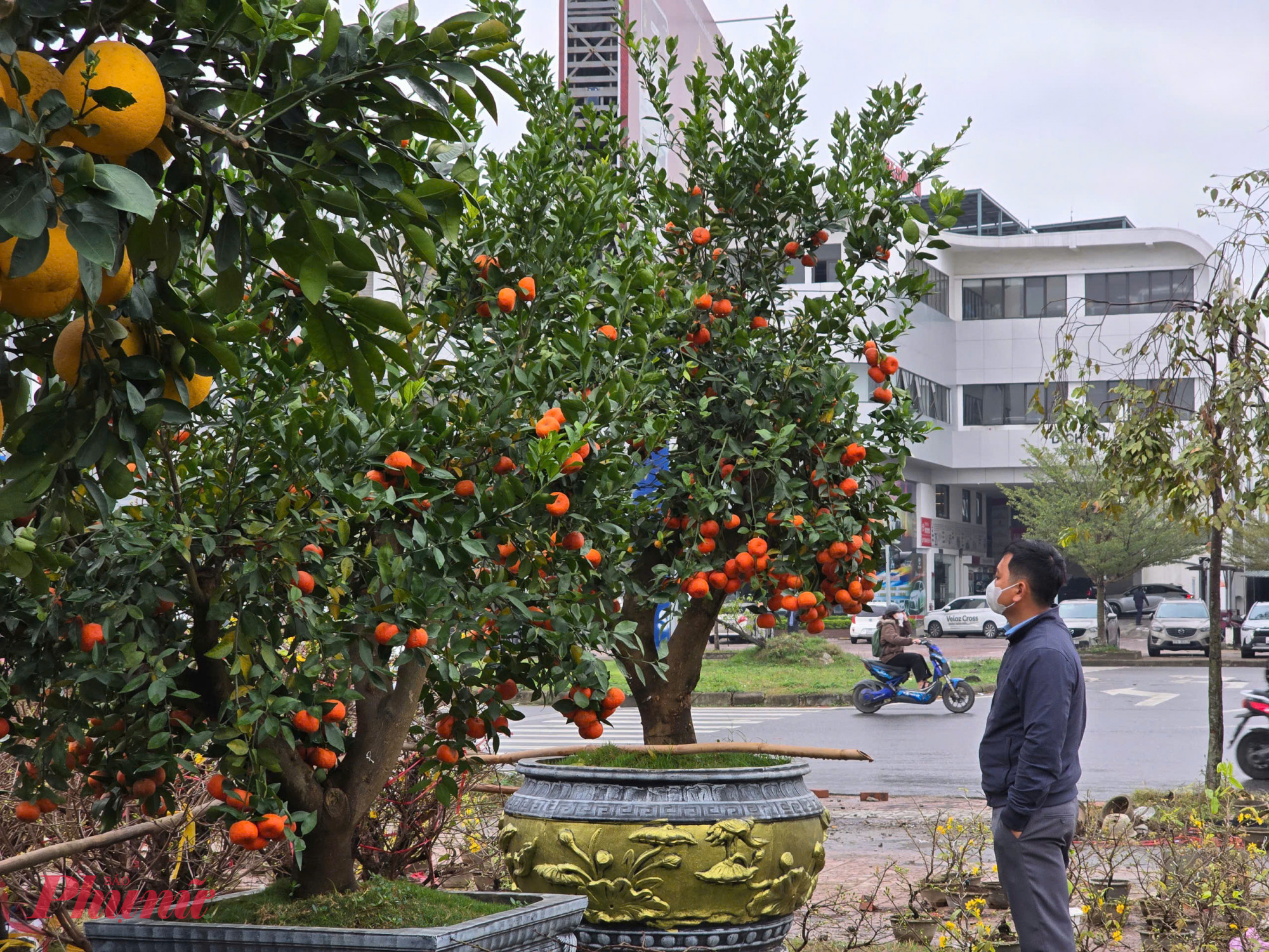 Sau khi tham khảo, anh Nguyễn Văn Hoa (trú phường Nghi Phú, TP Vinh) quyết định mua cây bưởi 6 triệu đồng (giảm hơn 1/3 so với trước tết) để về trồng làm cảnh ở nhà thờ họ. Theo anh, loại bưởi này phù hợp với thời tiết ở Nghệ An, nếu chăm sóc kỹ vẫn cho quả khá nhiều nên rất phù hợp trồng làm cây cảnh trước nhà.