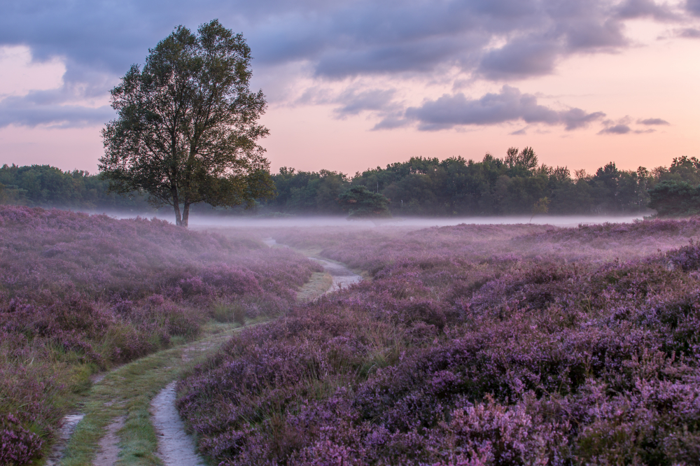  Drenthe (Hà Lan)