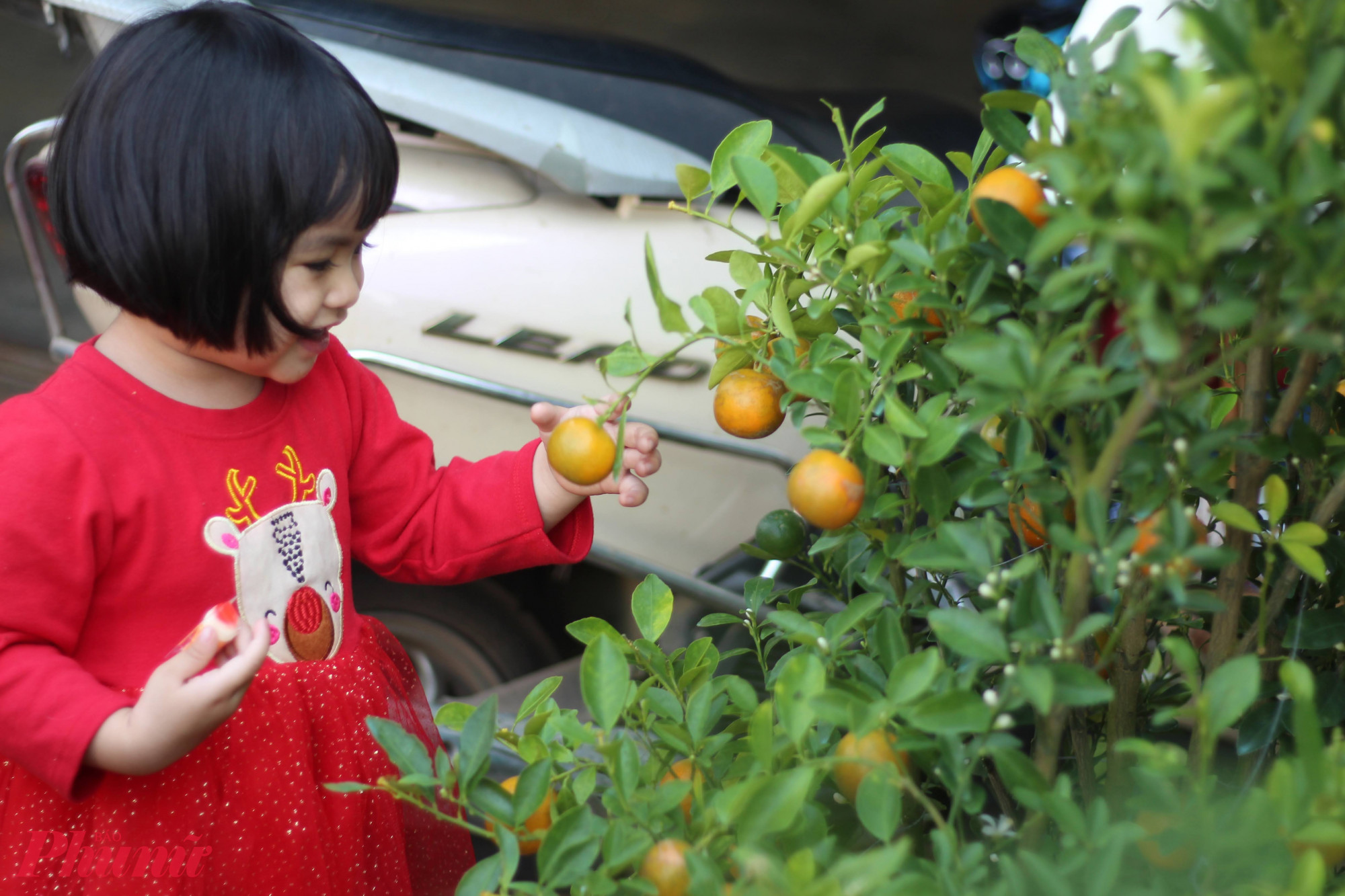 Tấc là một trong những loại cây mang ý nghĩa may mắn ngày tết - Ành: Huỳnh Hằng