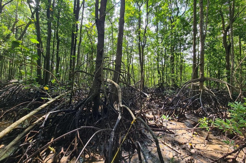 ừng ngập mặn trên đảo Pulau Ubin, Singapore - Ảnh: ROBYN GWEE/Straits Times