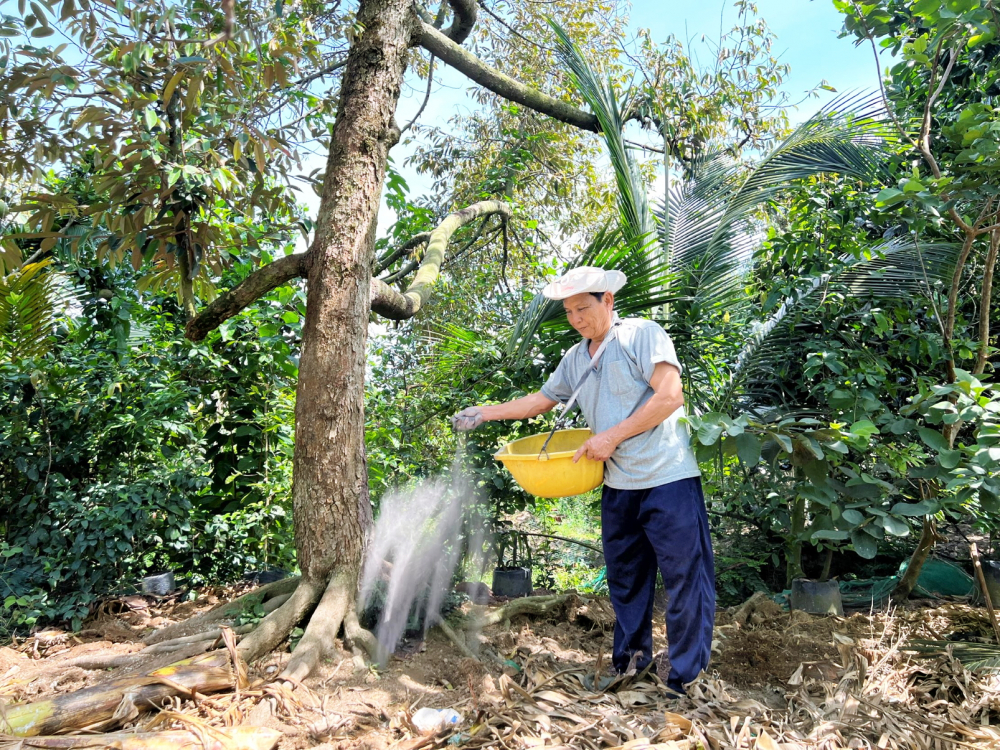 Nông dân  ở tỉnh Bến Tre chăm sóc vườn sầu riêng. Năm nay, sầu riêng giảm giá  mạnh so với năm ngoái nên nông dân rất  lo lắng