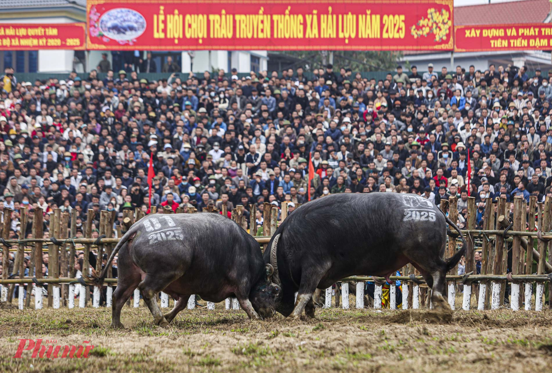 Theo thông tin từ UBND xã Hải Lựu, Lễ hội chọi trâu Hải Lựu năm 2025 được tổ chức từ 24 - 26/2 (tức 15 - 17 tháng Giêng) tại sân vận động xã Hải Lựu với 20 ông Cầu. Các “ông Cầu” tham gia Lễ hội được các xóm, thôn, làng, họ tộc, hay các tổ chức cựu chiến binh, người cao tuổi... nuôi dưỡng, huấn luyện. Hàng năm, mỗi thôn làng lại cử người đi khắp nơi để tuyển trâu.