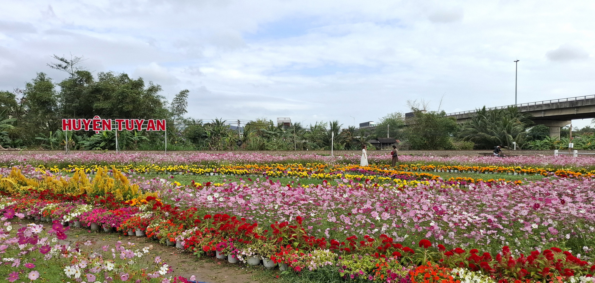 Ngày cuối tuần rất nhiều du khách các nơi đến chụp hình chiêm ngưỡng vẻ đẹp rực rỡ của cánh đồng hoa bướm nhái.