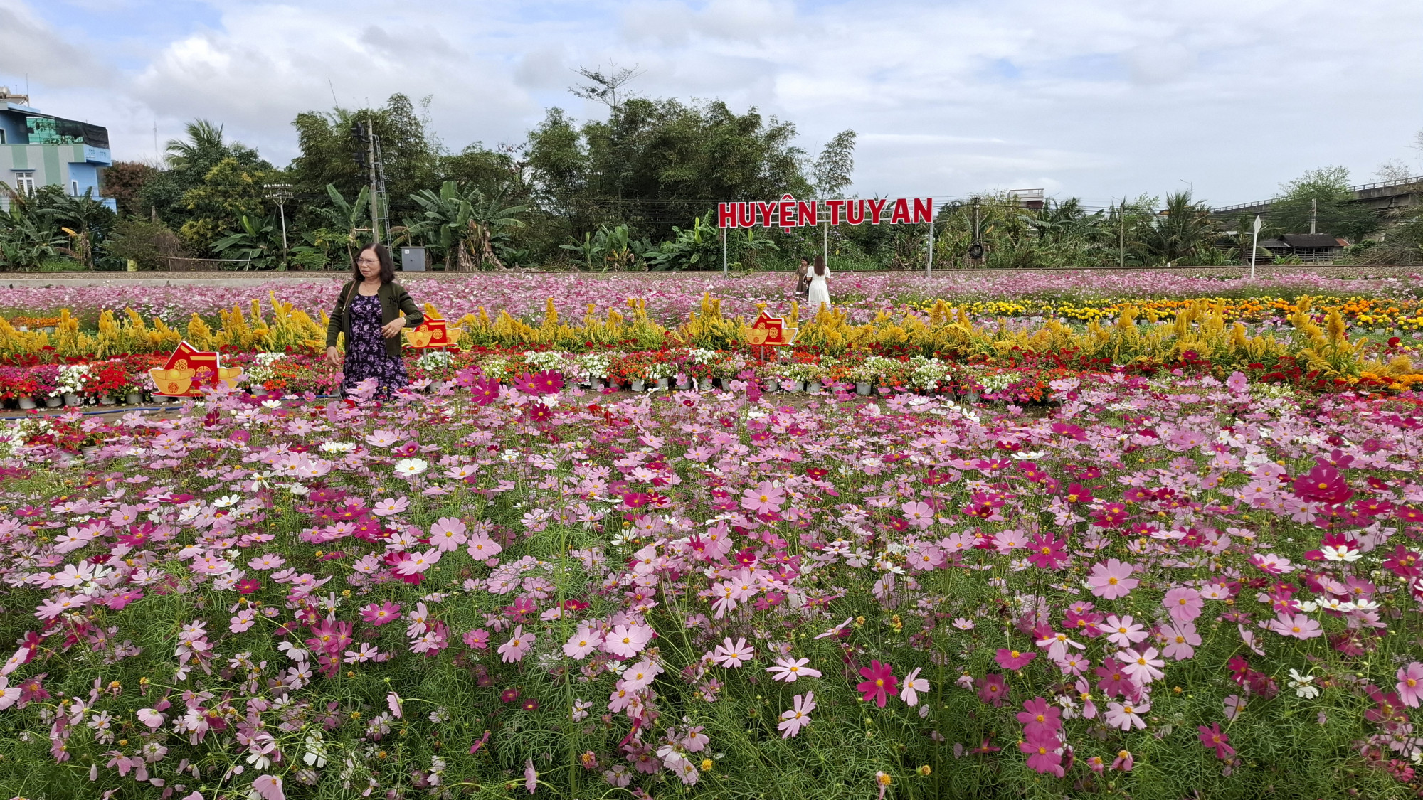 Hoa nở vào dịp tết Nguyên đán Ất Tỵ, rực rỡ đến Rằm tháng Giêng. Cánh đồng hoa bướm nhái “làm đẹp” huyện Tuy An