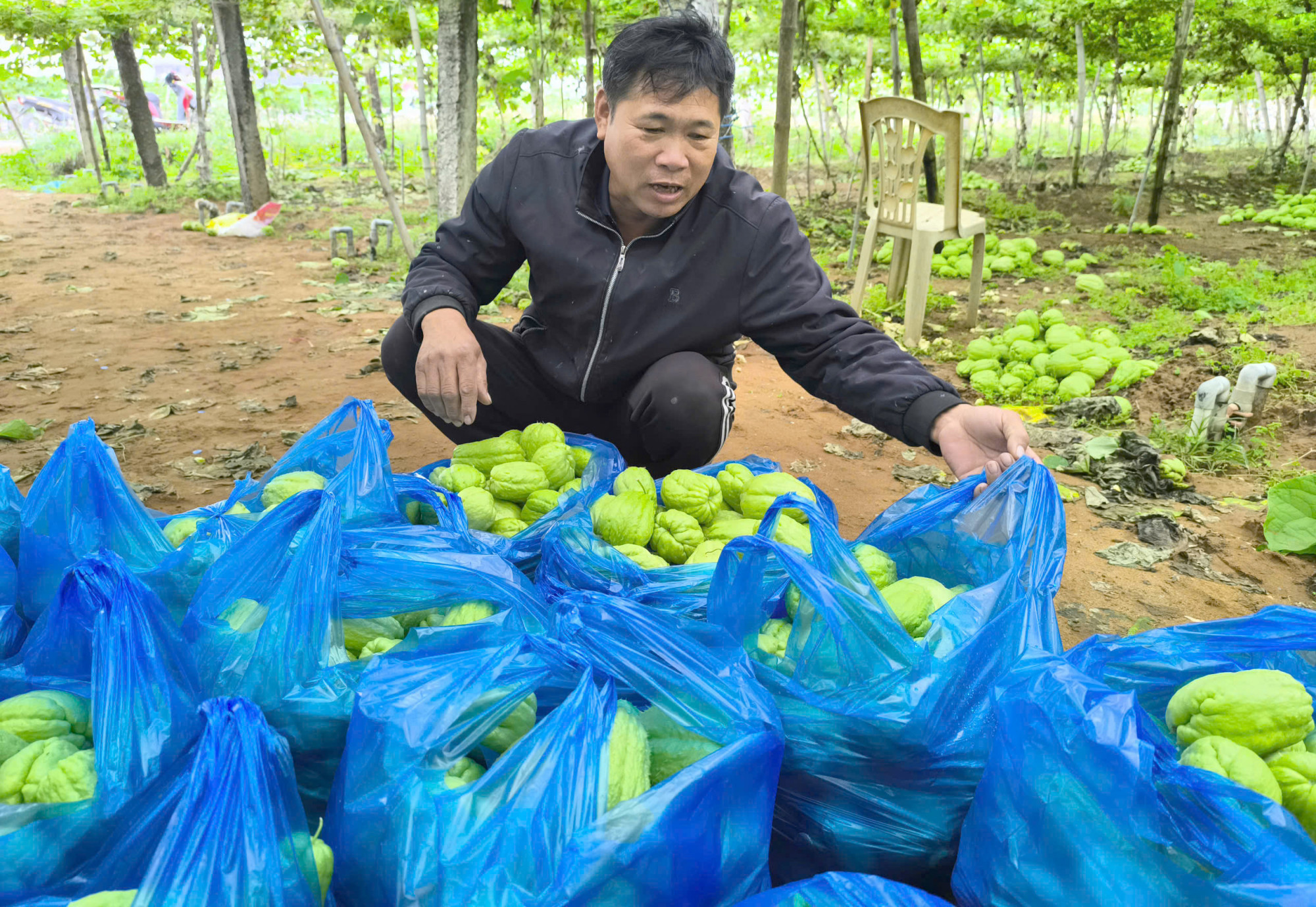 Người dân thu hoạch su su sau khi giá bắt đầu nhỉnh lên 500 đồng/kg - Ảnh: Hoàng Oanh