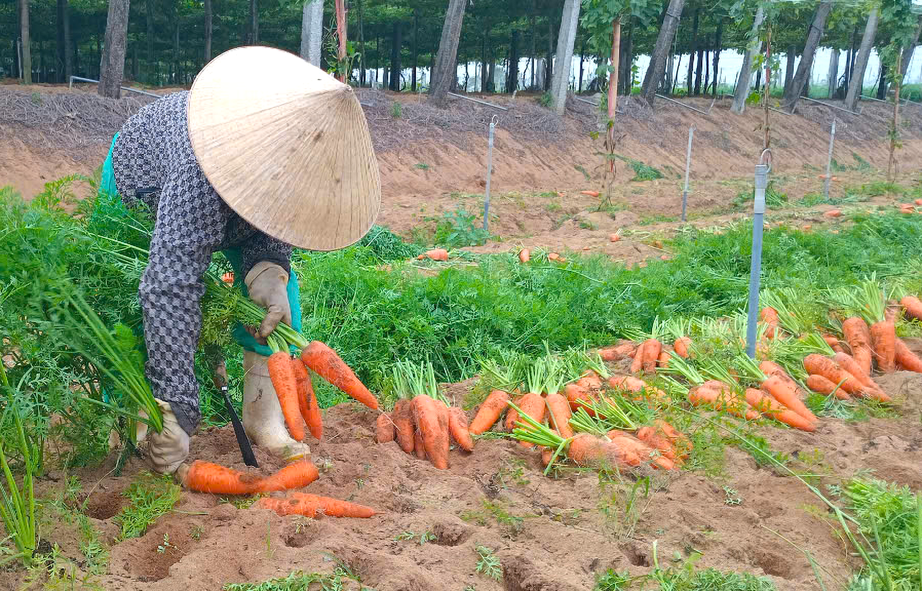 Sau tết, giá cà rốt giảm từ 12.000 đồng/kg xuống còn 3.000 đồng/kg - Ảnh: Hoàng Oanh