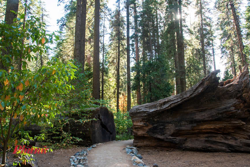 Calaveras Big Trees State Park là điểm đến của 4 mùa. Mùa xuân công viên tuyệt đẹp với hoa cây sơn thù du; mùa hè thì tất cả các đường mòn mở cửa để du khách khám phá toàn bộ công viên; mùa thu cây rừng chuyển sắc thu lãng mạn và mùa đông có tuyết rơi rất đẹp.