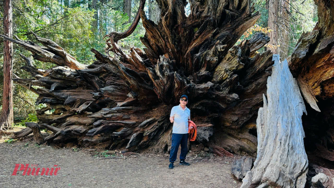 Đây là một góc cây bị ngã được bảo tồn trong Calaveras Big Trees State Park.