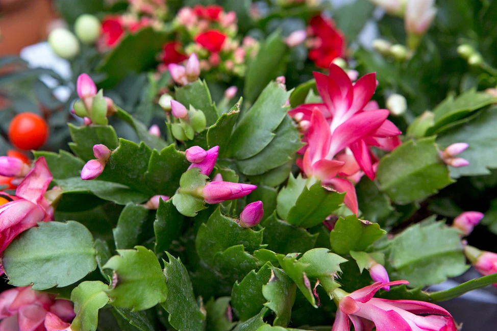 Xương rồng Giáng sinh (Christmas Cactus, Schlumbergera) Cây có hoa vào mùa lễ hội, an toàn cho mèo nhưng có thể gây đau bụng nếu ăn nhiều. Thời gian ra hoa: Tháng 11 – tháng 1 Kích thước: 45cm x 45cm