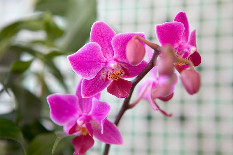 Lan hồ điệp (Moth orchids) Hoa đẹp, dễ trồng, thích hợp với phòng có độ ẩm cao. Thời gian ra hoa: Bất kỳ thời điểm nào trong năm Kích thước: 70cm x 40cm