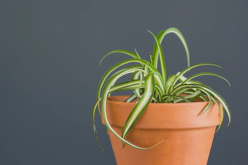 Cây dây nhện (Spider plant, Chlorophytum comosum 'Bonnie') Cây dễ chăm sóc, có thể tạo cây con dễ dàng. Mặc dù an toàn, nhưng nếu mèo ăn nhiều có thể gây rối loạn tiêu hóa. Kích thước: 40cm x 60cm